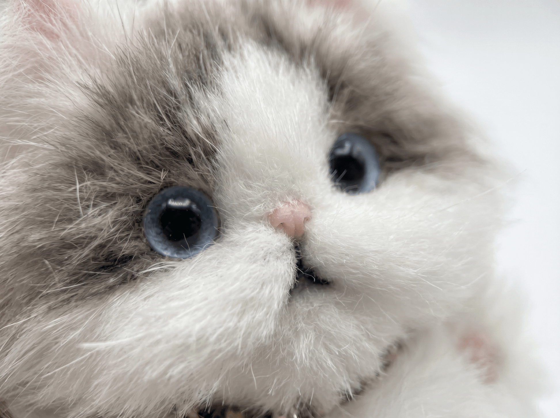 Artisan Ragdoll Cat Bag Charm | Custom Handmade Fluffy Kitty | Plush Keychain | Memorial Pet Gift for Cat Lovers - Petopia